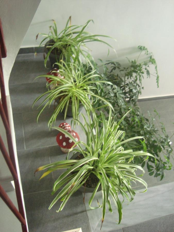 Apartament Dream House Janina Zewnętrze zdjęcie